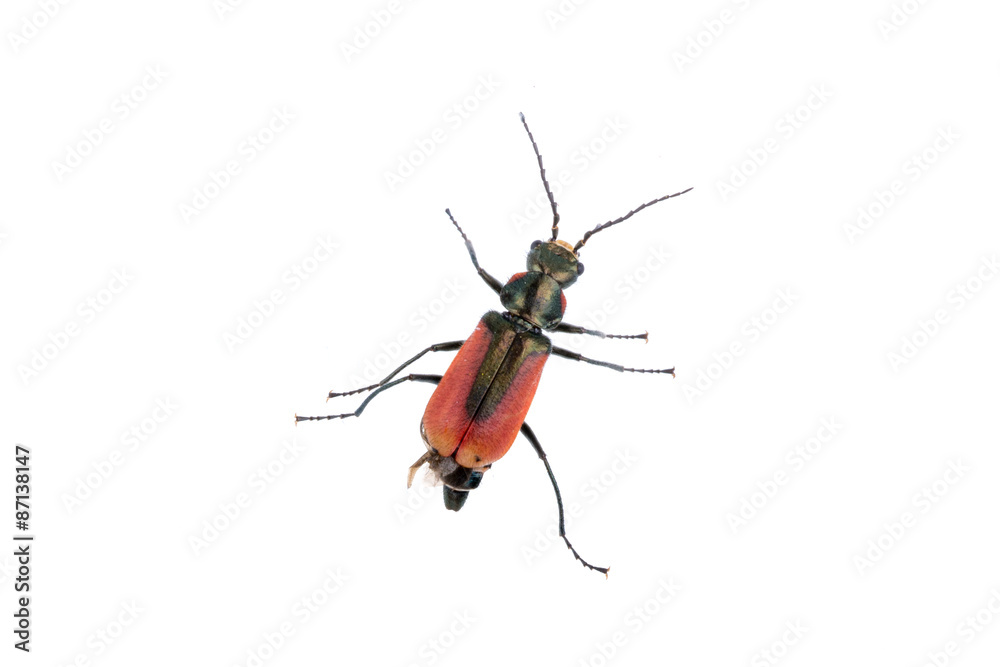 Naklejka premium Red black bug on a white background