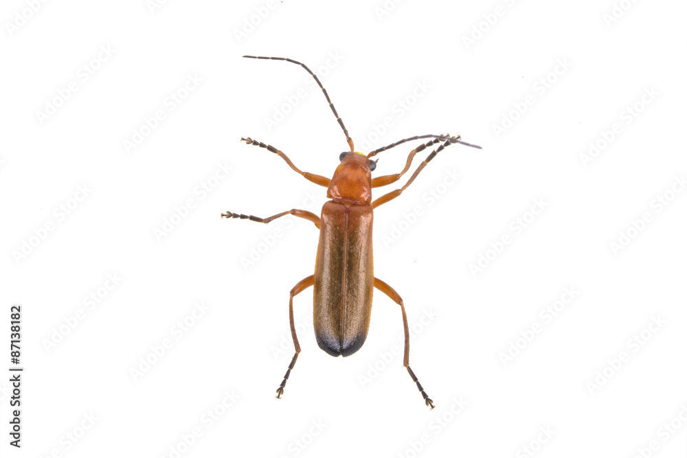 Brown bug on a white background Brown bug on a white background