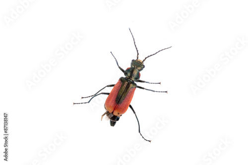 Red black bug on a white background