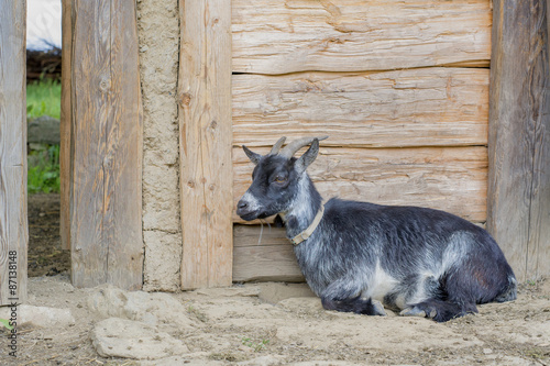 Goat lying on a wooden sty