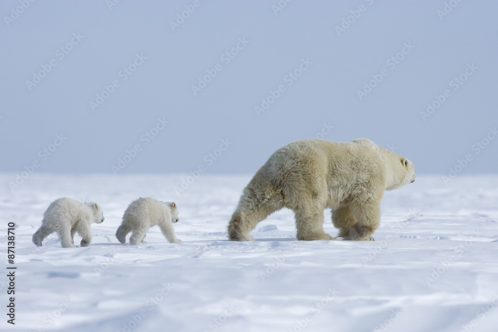Eisbaerin mit Jungen Eisbaerin mit Jungen