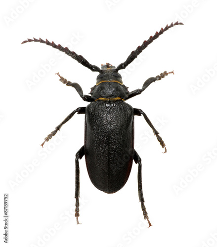 black beetle