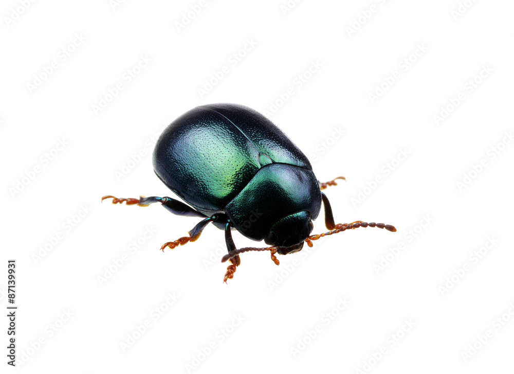 Green beetle