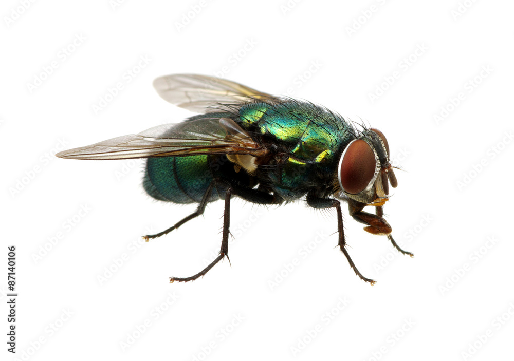 green fly green fly