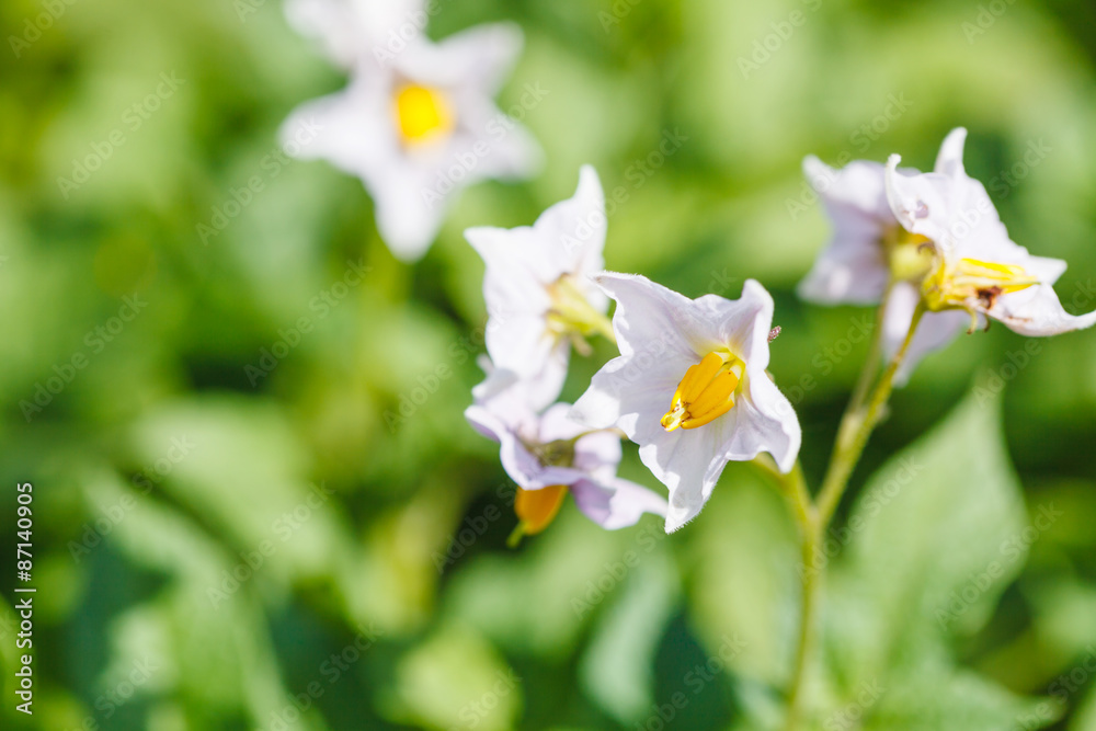 potato blossoms close up in garden potato blossoms close up in garden