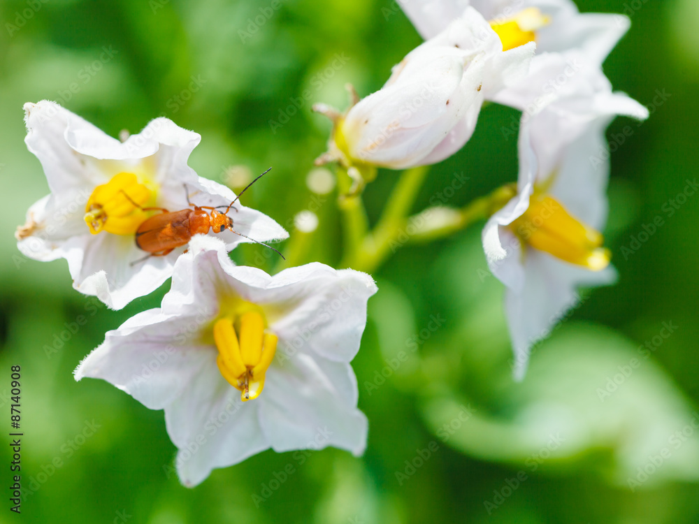 Naklejka premium soldier beetle in potato flower
