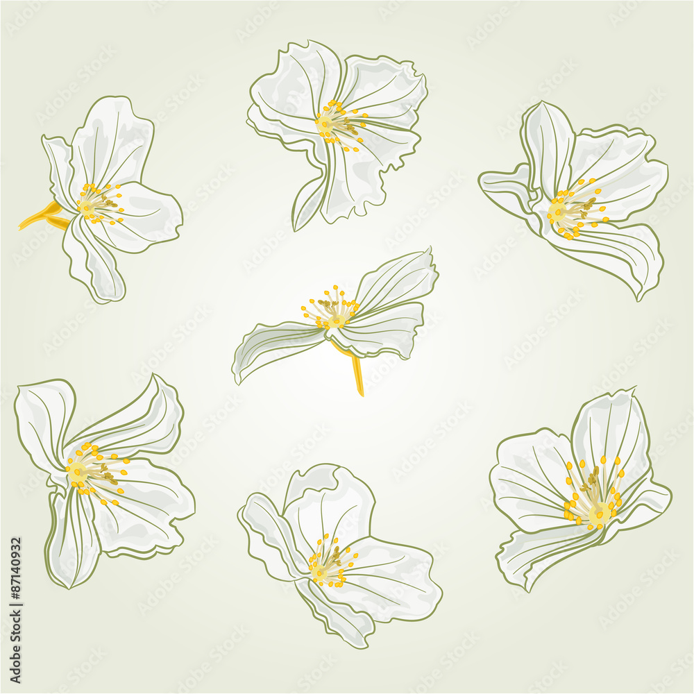 Jasmine flowers vector
