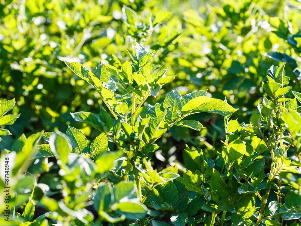 bush of potato in field illuminated by sunlight bush of potato in field illuminated by sunlight