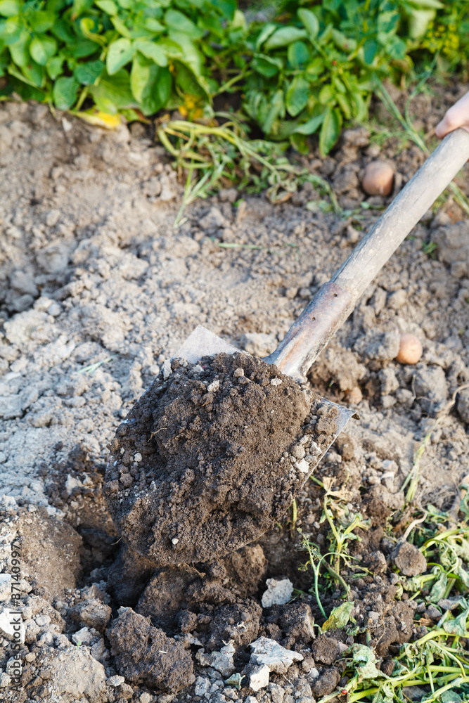 digging of garden bed by spade digging of garden bed by spade