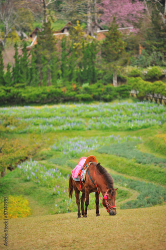 Relax Horse eating grass photo