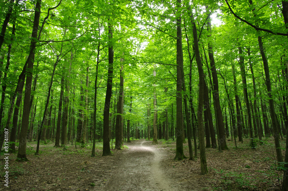 Naklejka premium Trees
