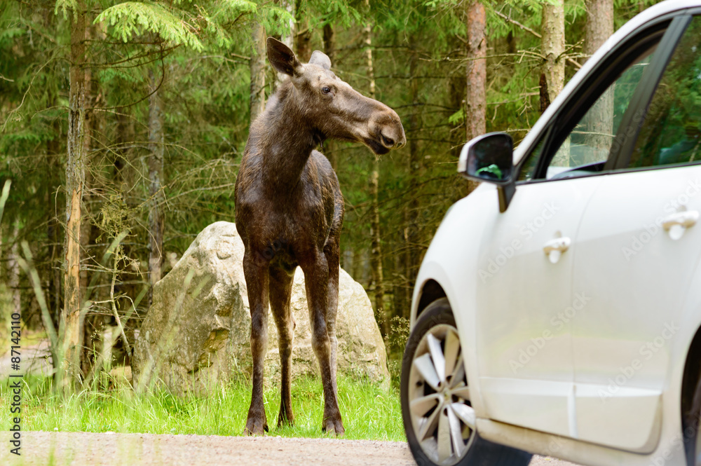 Fototapeta premium Moose