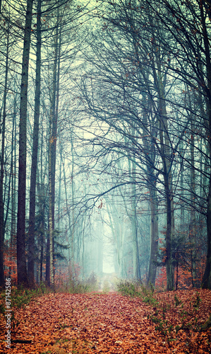 Vintage photo of autumn forest