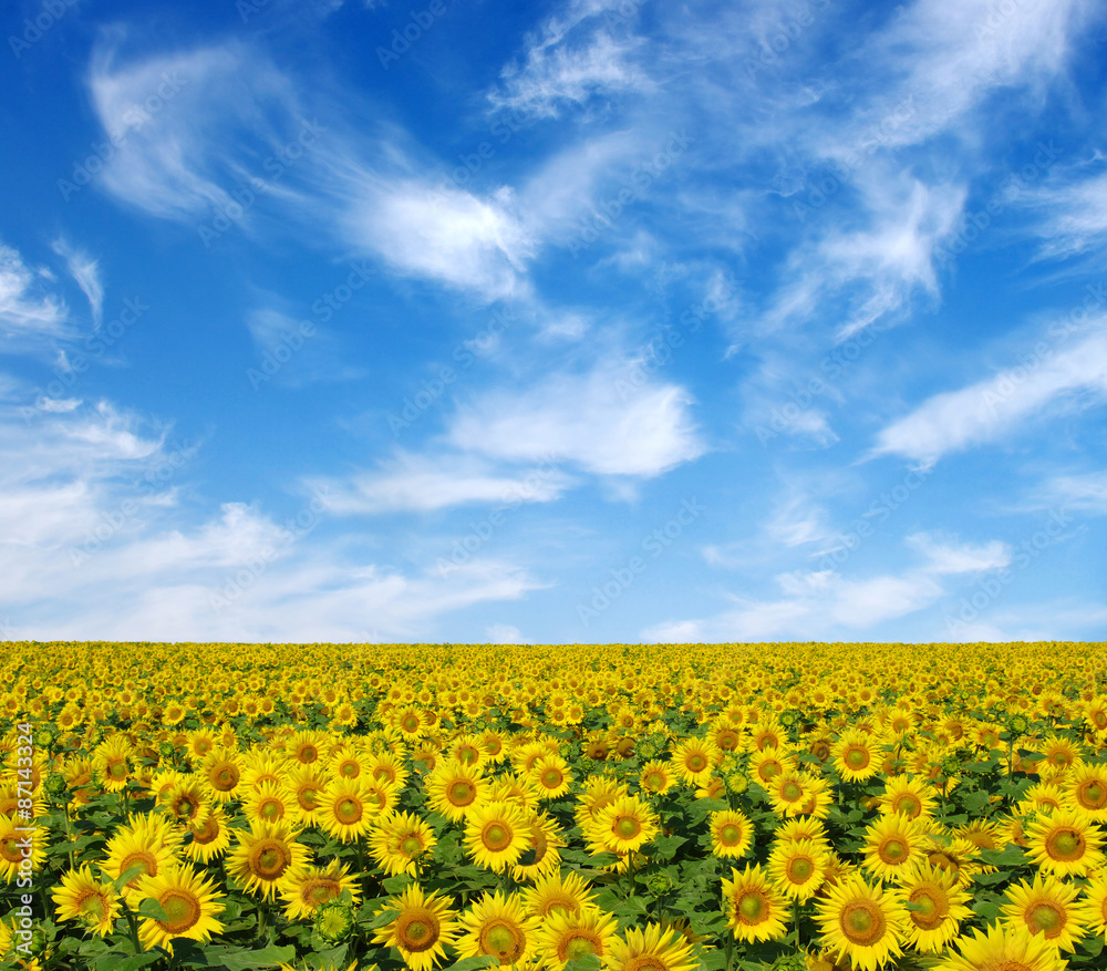 Obraz premium sunflowers field