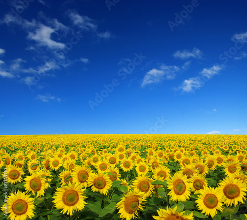 Fototapeta Naklejka Na Ścianę i Meble -  sunflowers field
