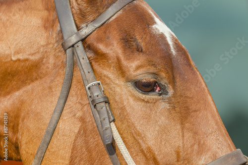 Horse Eye