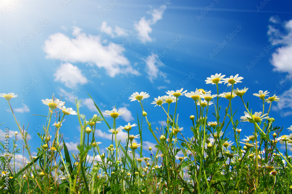 daisy flowers daisy flowers