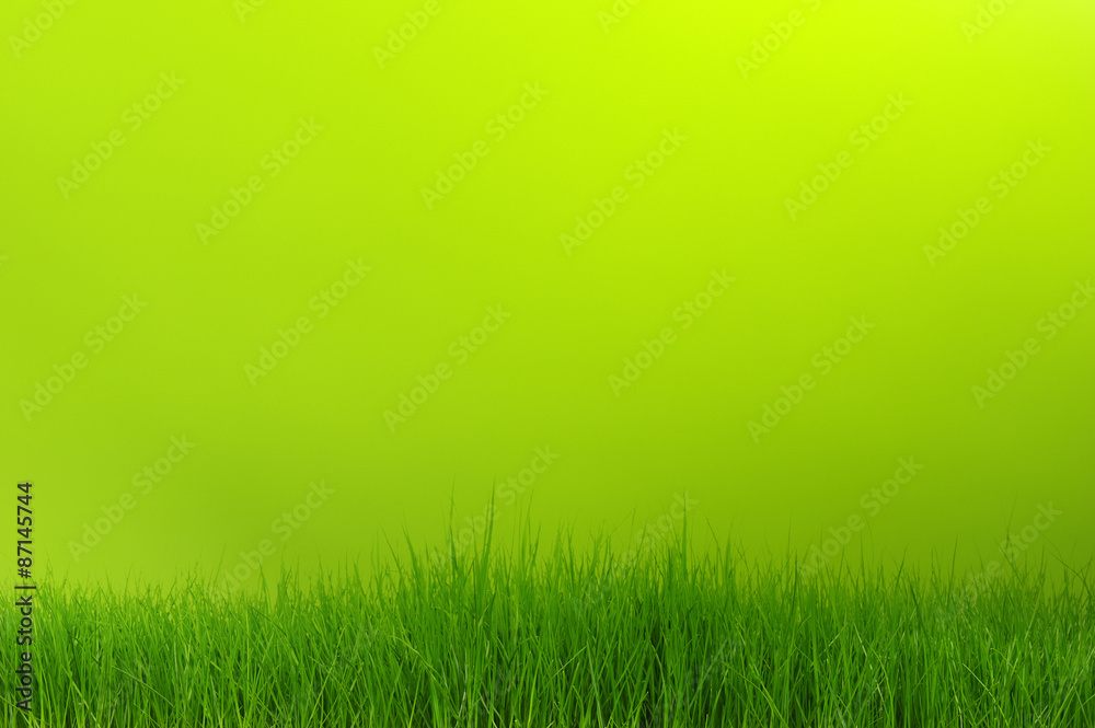 grass grass