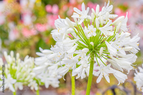 Fototapeta Naklejka Na Ścianę i Meble -  Agapanthe, Lis du Nil, Tubéreuse, Agapanthus campanulatus 