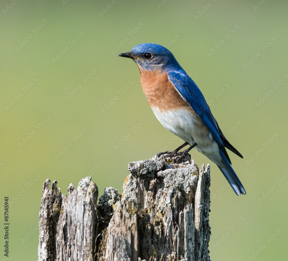 Fototapeta premium Male Eastern Bluebird 