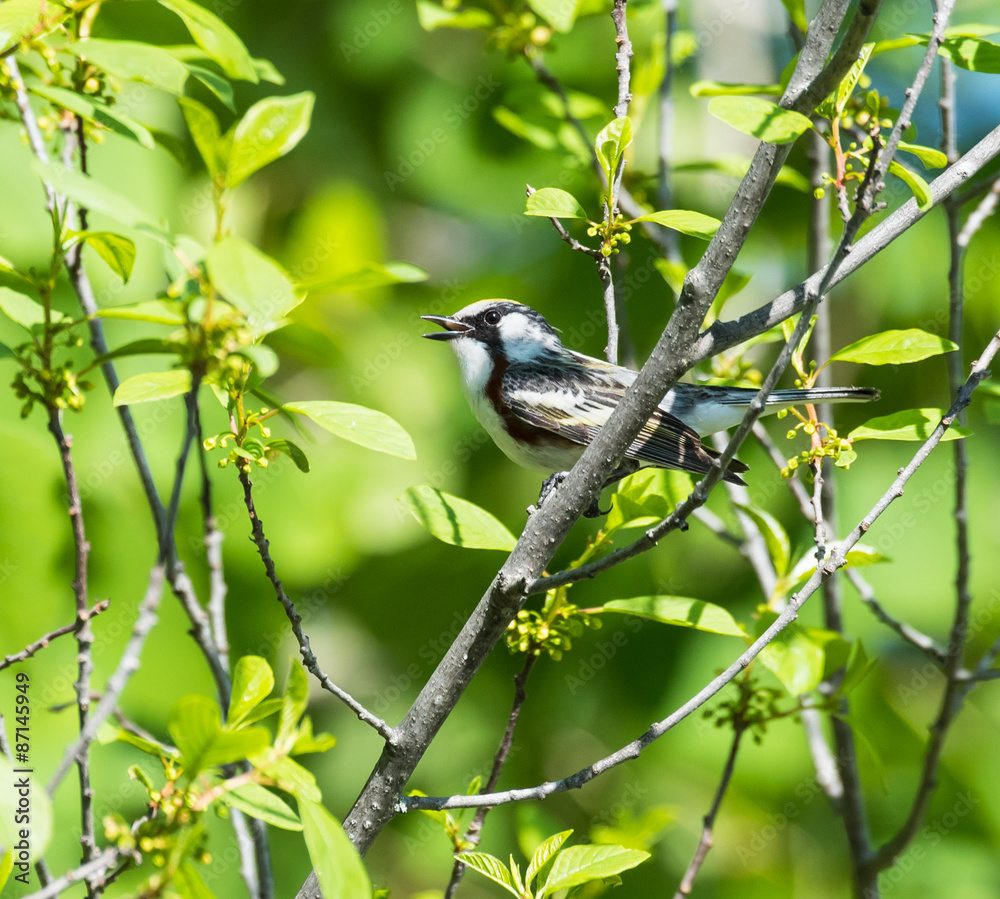 Obraz premium Yellow-rumped Warble