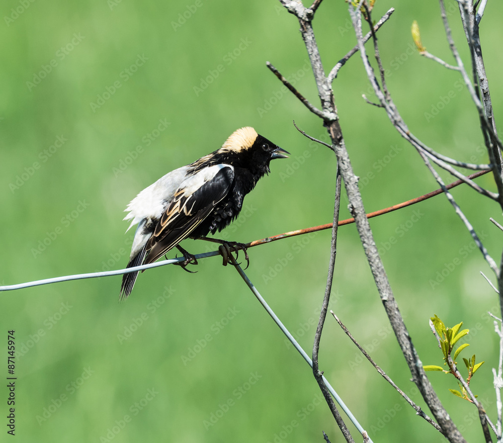 Obraz premium Bobolink
