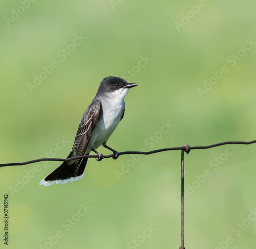 Eastern Kingbird photo