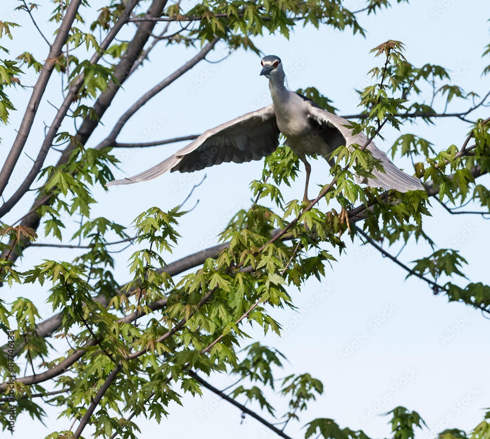 Black-crowned Night Heron in Flight Black-crowned Night Heron in Flight
