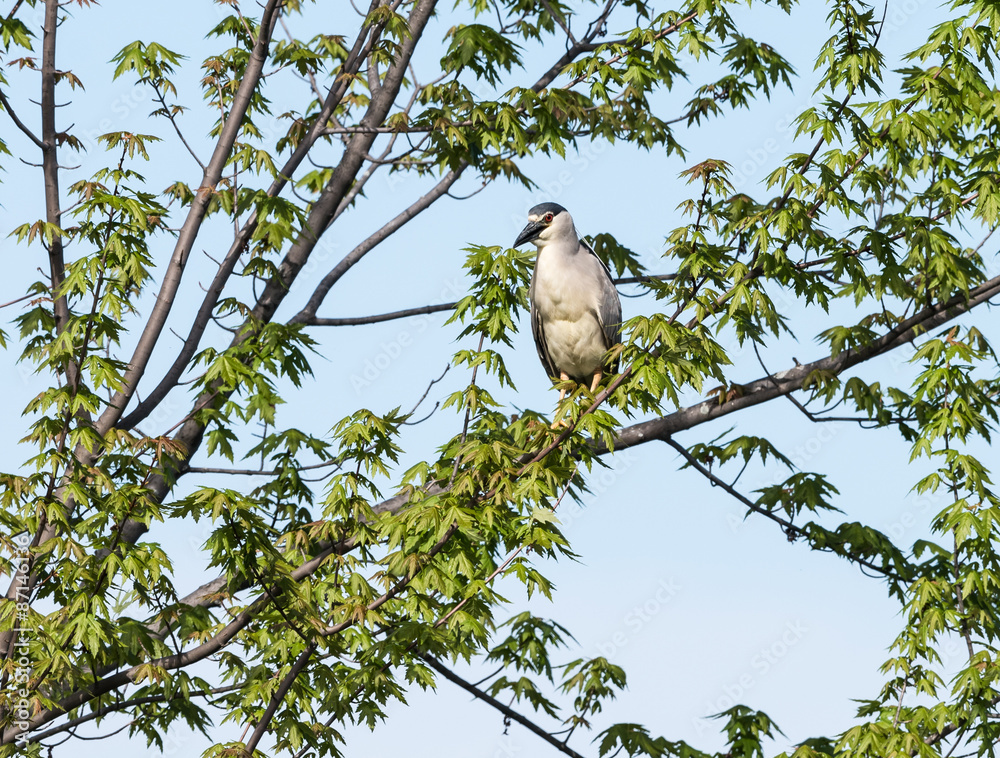 Black-crowned Night Heron Black-crowned Night Heron