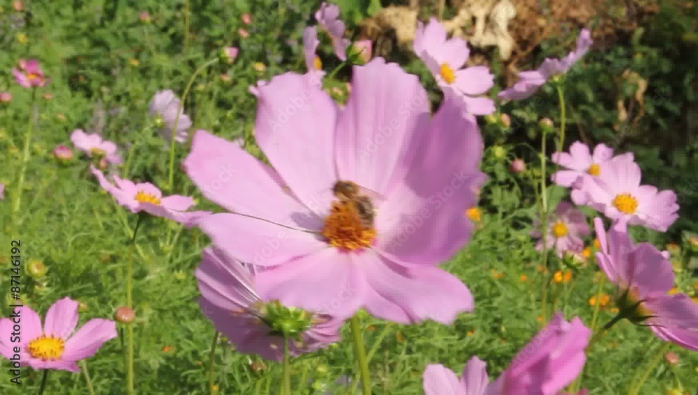 Bee takes nectar and pollen from flower cosmos. Bee takes nectar and pollen from flower cosmos.