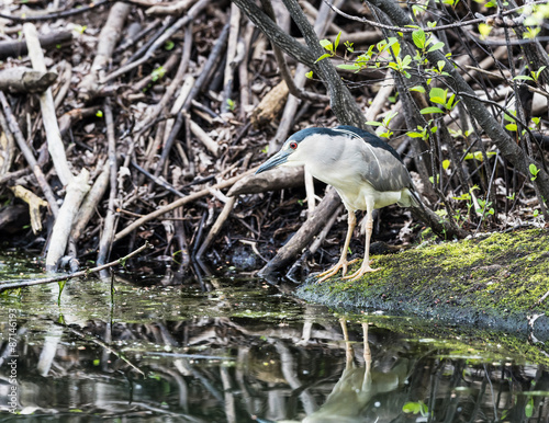 Black-crowned Night Heron