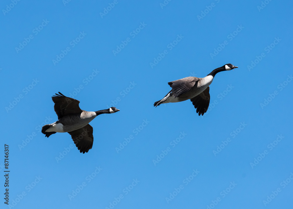 Obraz premium Canada Goose Launching