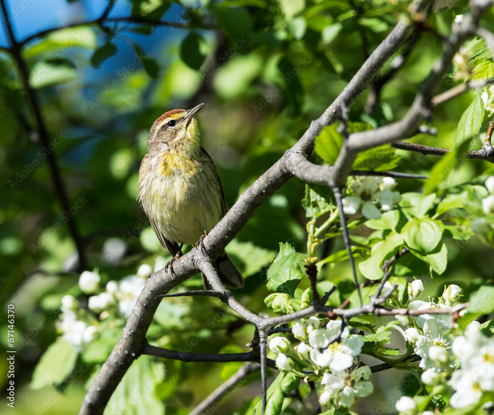 Palm Warbler Palm Warbler