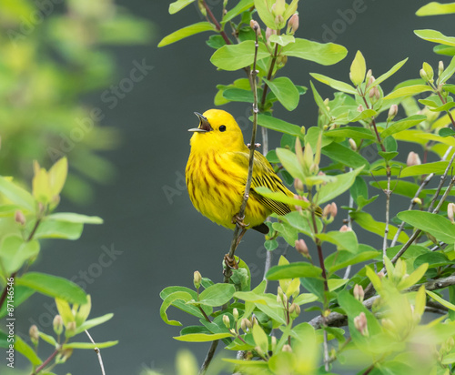 Fotografie, Obraz Yellow Warbler