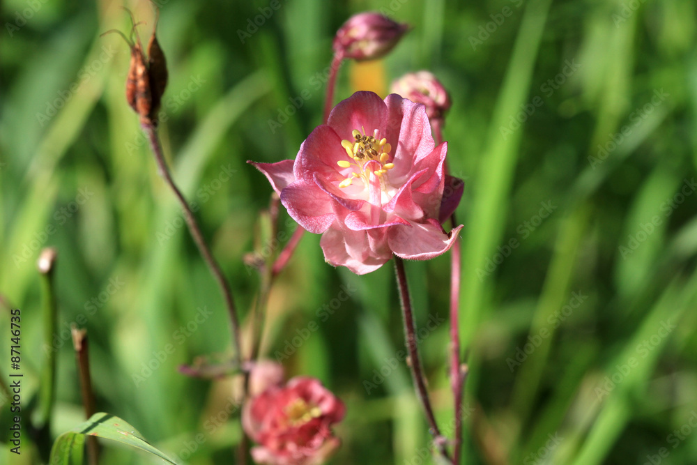 Columbine Flower turned over in morning sun Columbine Flower turned over in morning sun
