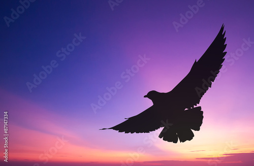 Silhouetted seagull flying at colorful sunset