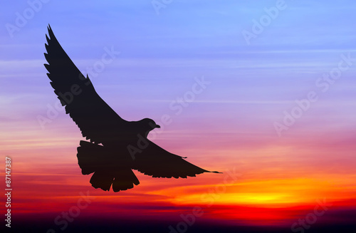 Silhouetted seagull flying at colorful sunset