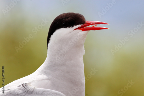 uccello sterna beccapesci isole farne scozia