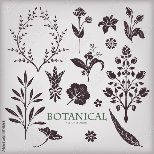 Botanical vector set