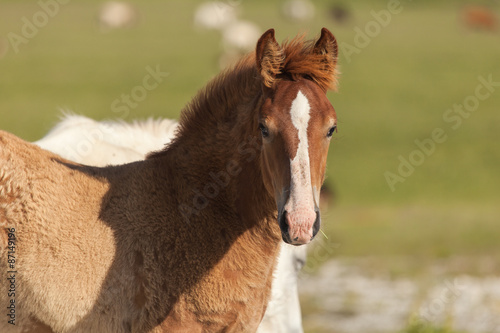 Ritratto di un cavallo marrone con chiazza bianca sul viso che guarda incuriosito 
