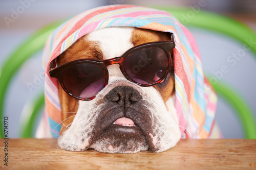 Fototapeta Naklejka Na Ścianę i Meble -  Sad Looking British Bulldog Wearing Sunglasses And Headscarf