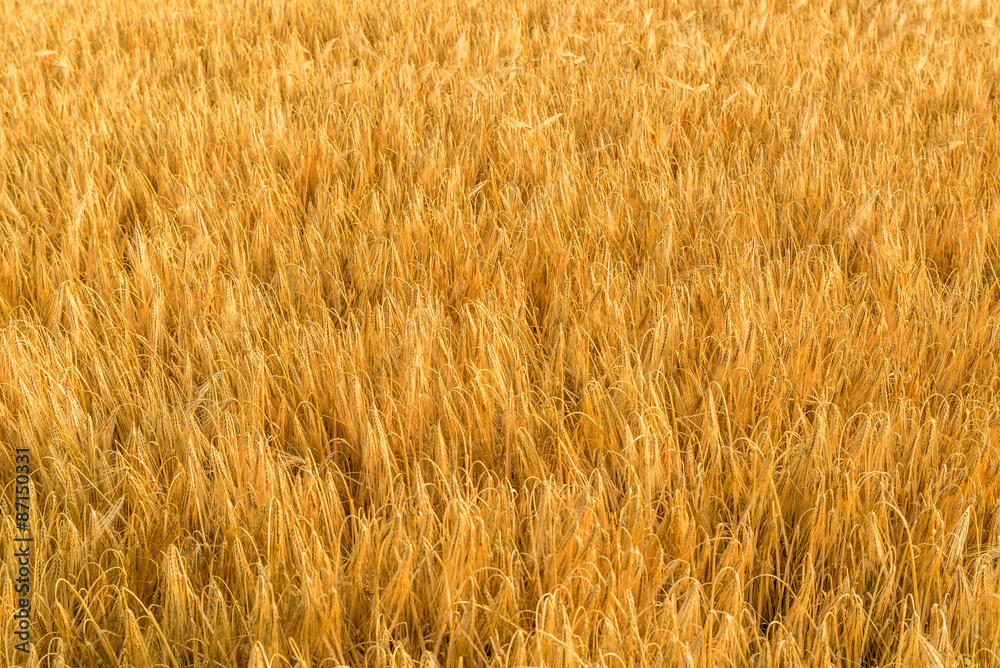 Goldener Weizen auf dem Weizenfeld Goldener Weizen auf dem Weizenfeld