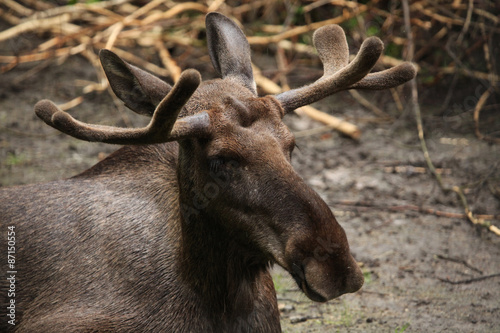 Moose (Alces alces), also known as the elk.