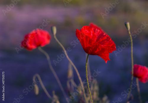 Wild poppies photographed at sunset