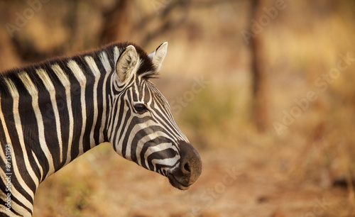A zebra profile #87151193