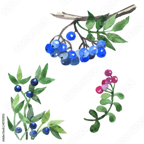 Watercolor hand drawn wild berries. Vector illustration