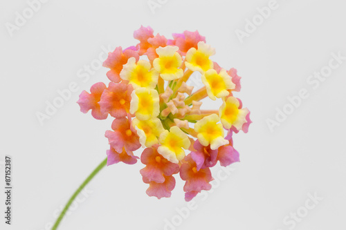 Fototapeta Naklejka Na Ścianę i Meble -  Flowers  Lantana Isolated on a White Background