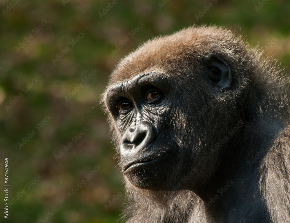 gorilla portrait at the zoo