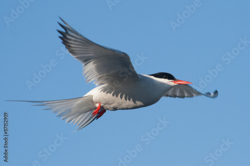 arctic tern in flight