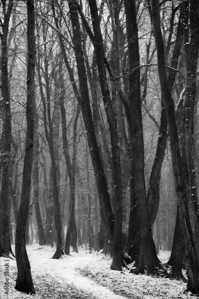 Path in a winter snowy forest with the dense fog Path in a winter snowy forest with the dense fog